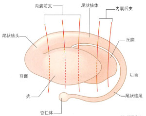 基底核