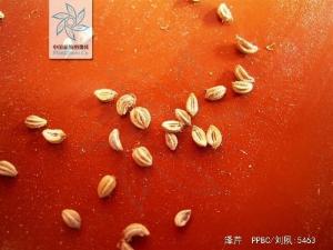 泽芹图册