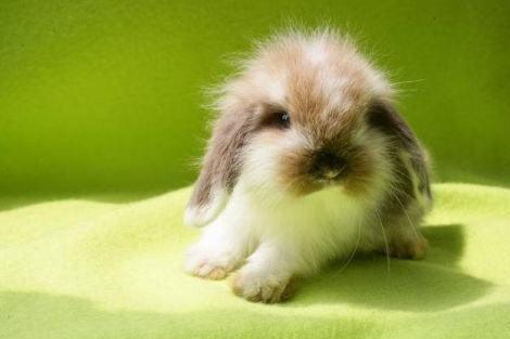 美国长毛垂耳兔 兔形目兔科动物 搜狗百科 美国长毛垂耳兔 兔形目兔科动物 搜狗百科