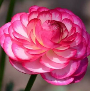 花毛茛