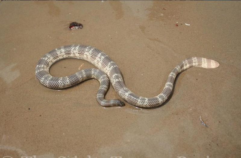 棘眦海蛇（Acalyptophis peronii）