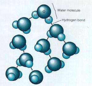 水分子