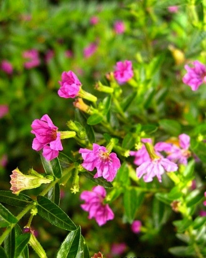 萼距花形态特征图片