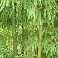 细柄少穗竹