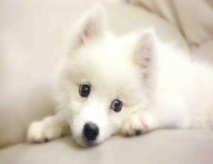 银狐犬