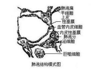 结构构成气血屏障中文名词条图册快速导航气血屏障是指肺泡内氧气与