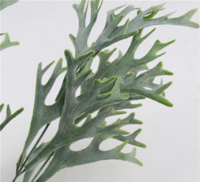 鹿角草 菊科香刺属植物 搜狗百科