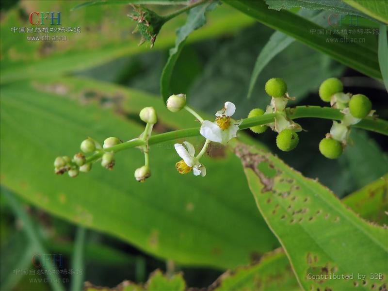 野慈姑 植物 搜狗百科