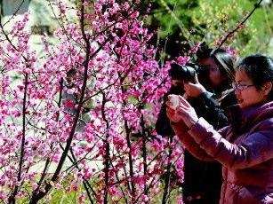 赏花游客