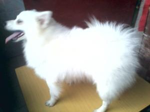银狐犬
