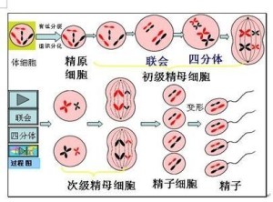 精子形成过程