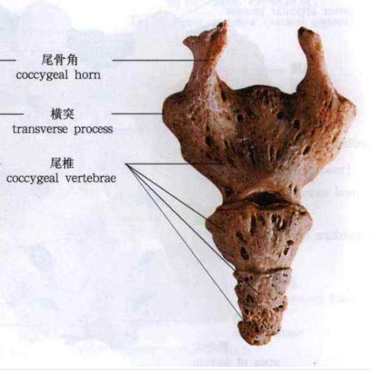 尾椎结构图片图片