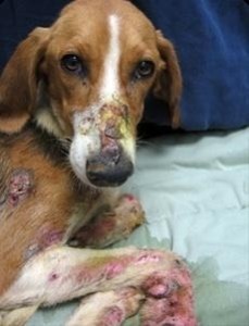 犬瘟热