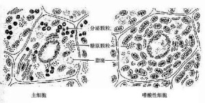 主细胞与嗜酸性细胞