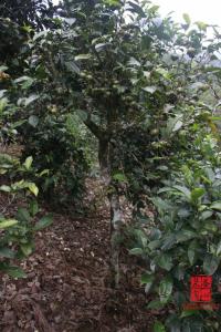 勐库茶