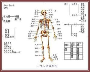人体骨支架图