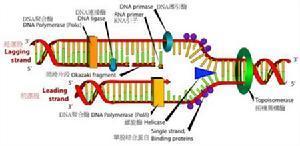 聚合酶结构示意图