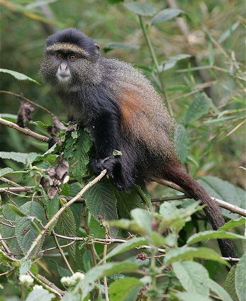 多格特青长尾猴