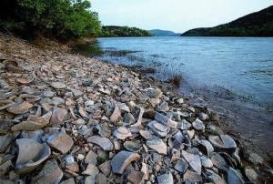 上林湖越窑青瓷遗址图册