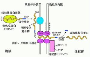 分泌蛋白的靶向输送