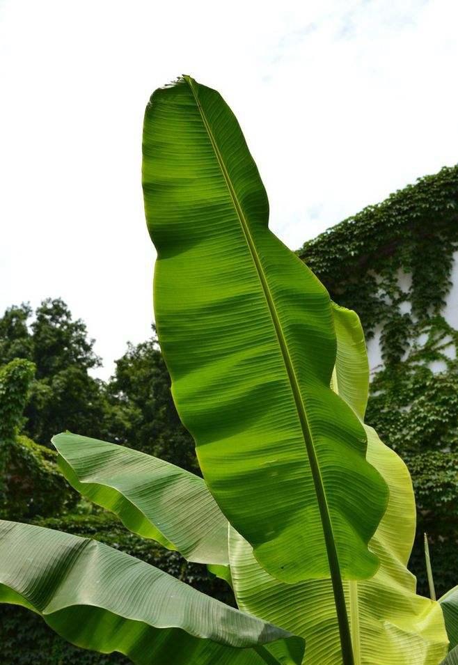 芭蕉叶实物高清照片图片