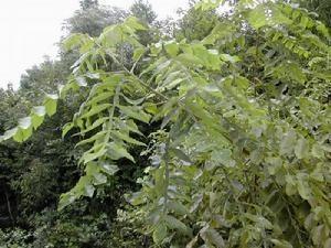 盐肤木园林用途