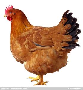 我家养了一只老母鸡它爪子的中指摔断了怎么才能治好