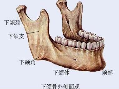 下颌骨 一种头骨 搜狗百科