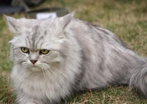 波斯猫