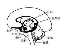 下丘脑