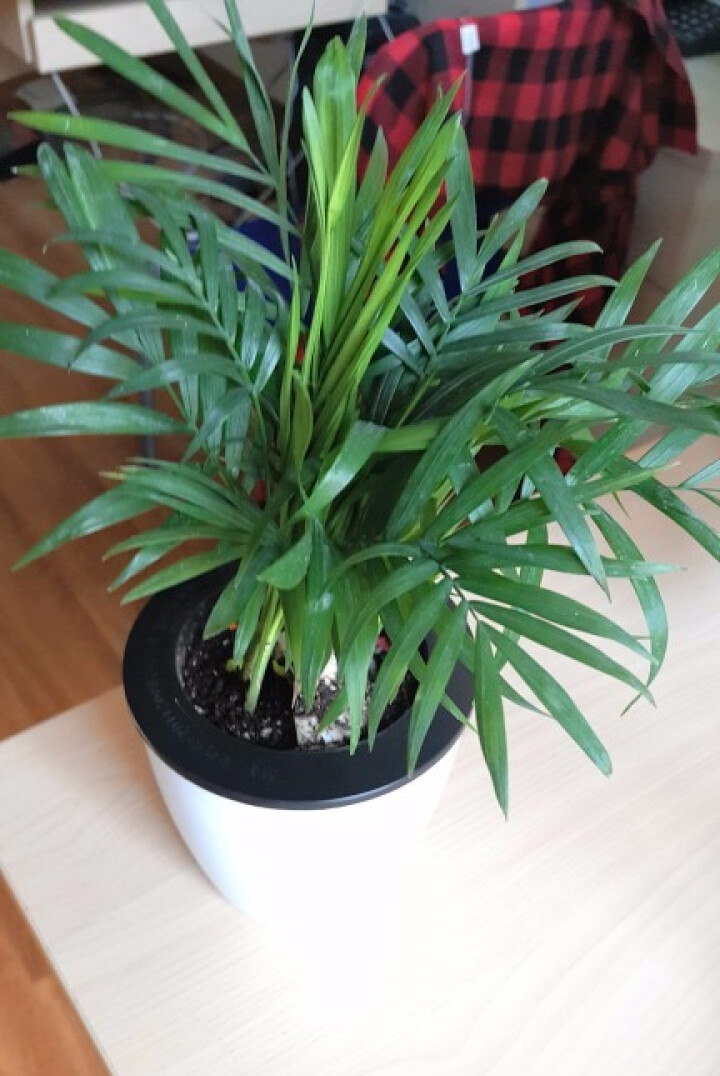 袖珍椰