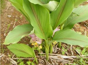 莪术（Curcuma phaeocaulis Valeton）