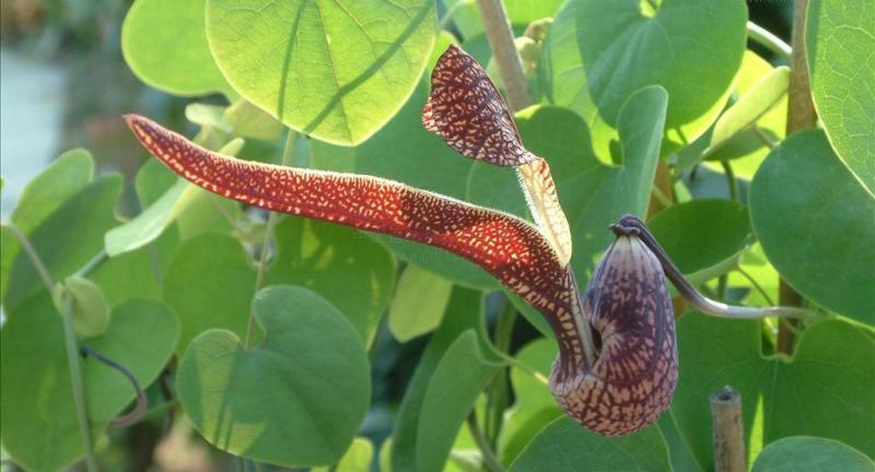 麻雀花 搜狗百科