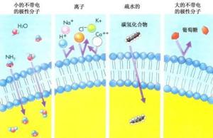 载体介导的易化扩散模式图
