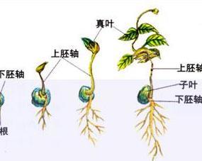 下胚軸 – 胚軸とは わかりやすく – BAOBZ