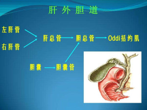 oddi括约肌图片