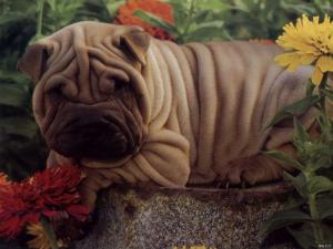 沙皮犬