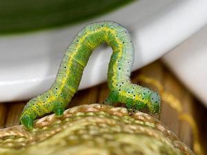 吊死鬼（昆虫）