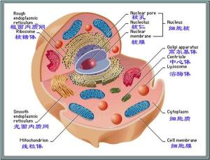 细胞器 搜狗百科