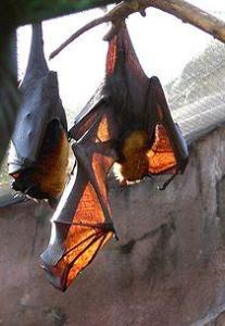 马来大狐蝠 Pteropus vampyrus