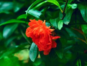 红色石榴花