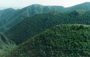 象狮坡森林公园