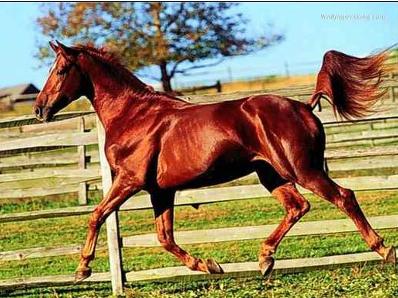 阿哈尔捷金马(马)