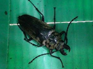 Trictenotomidae 三栉牛科