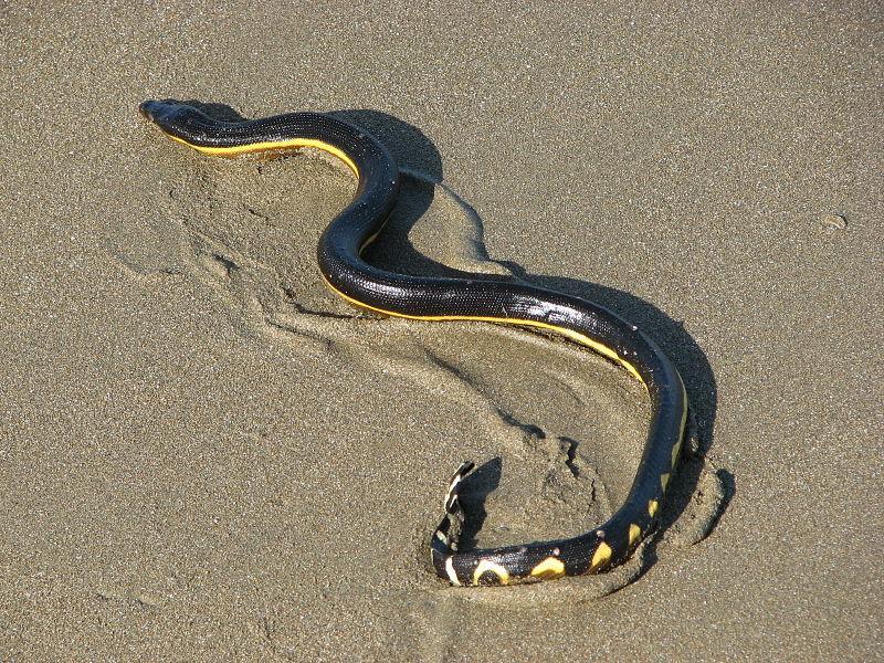 长吻海蛇(Pelamis platurus)