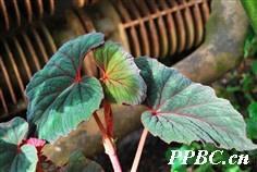 花叶秋海棠 Begonia cathayana