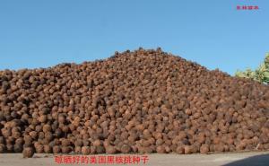 美国黑核桃