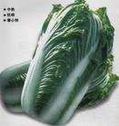 东冶镇大白菜