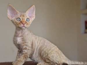德文卷毛猫