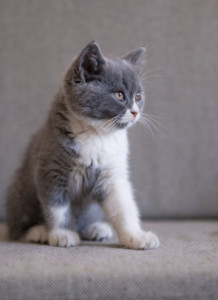 英国短毛猫
